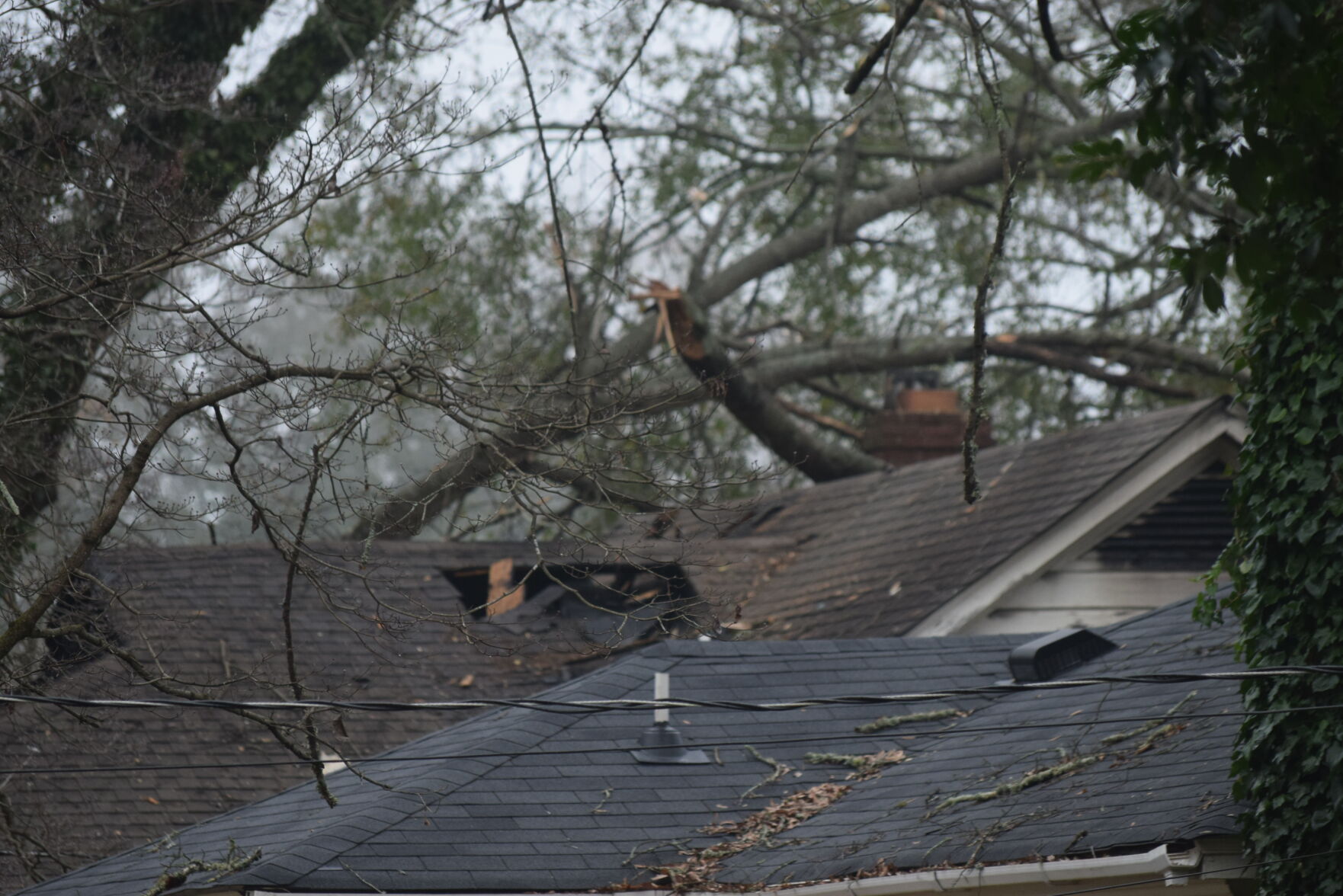 Snapped Branches
